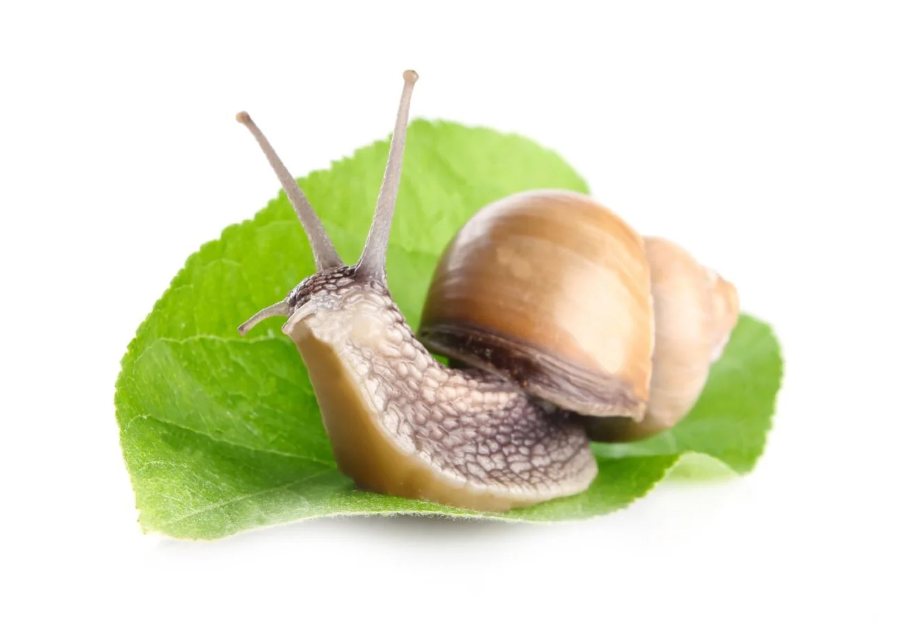 Nutrelix® Extracto proteico de Caracol en Polvo